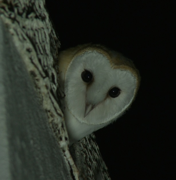 Barn Owl at Villa