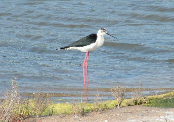 Black-winged stilt