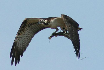 osprey