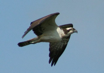 osprey