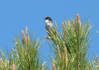 Sardinian warbler